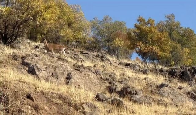 Elazığ’da dağ keçileri görüldü