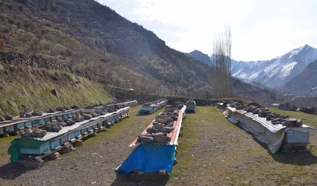 Erzincan’da arıların "tatlı uykusu" başladı