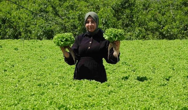 Erzincan’da marul hasadı başladı