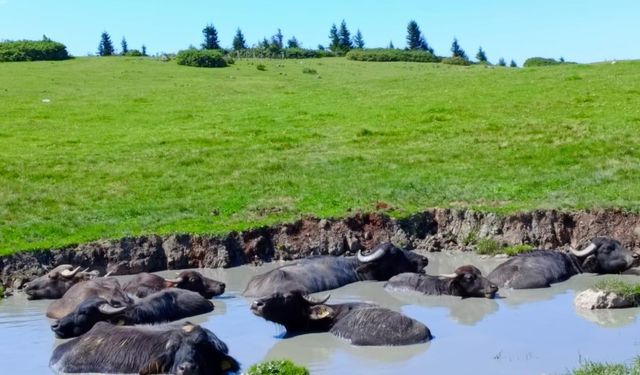 Giresun’a manda yetiştiriciliği kazandırmaya devam ediyor