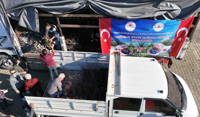 Giresun’da Maviyemiş üretimi artıyor