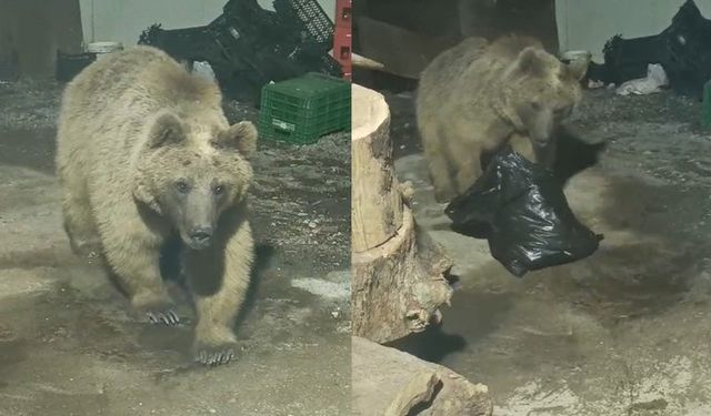 Hakkari2de şantiyeye giren ayı kameraya yansıdı