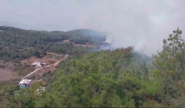 Hatay’da orman yangını