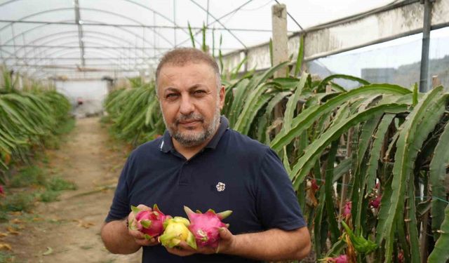 İnternetten gördüğü meyveyi şimdi 210 metrekarelik serada yılda 5 kere hasat ediyor