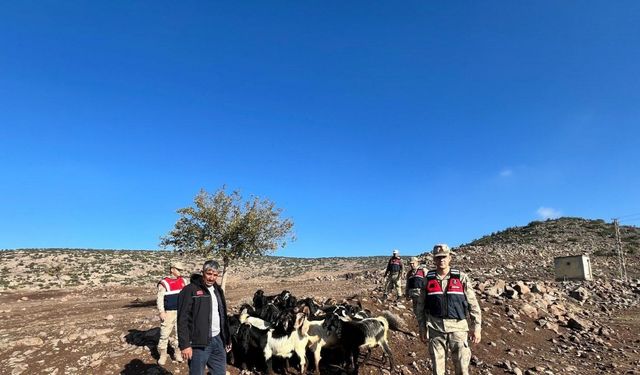 Kaybolan 28 adet küçükbaşı jandarma buldu