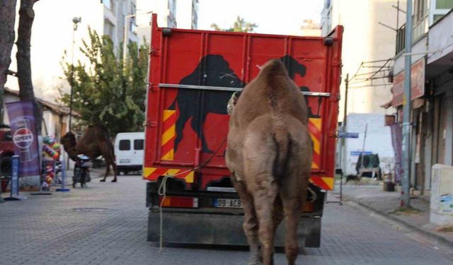 Küresel ısınma develerin de dengesini bozdu