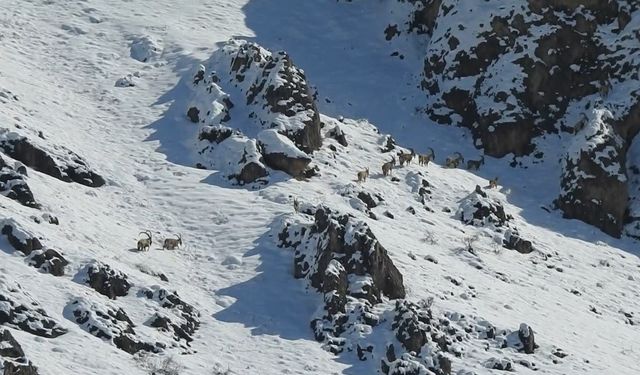 Munzur Dağlarında göç yoluna koyulan yaban keçileri görüntülendi