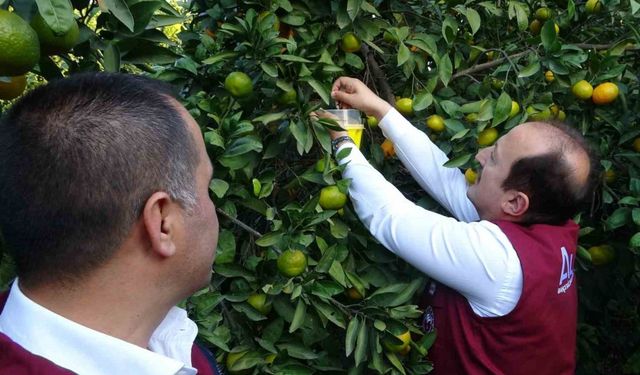 Narenciyenin başkentinde zararlıya karşı biyolojik başarı