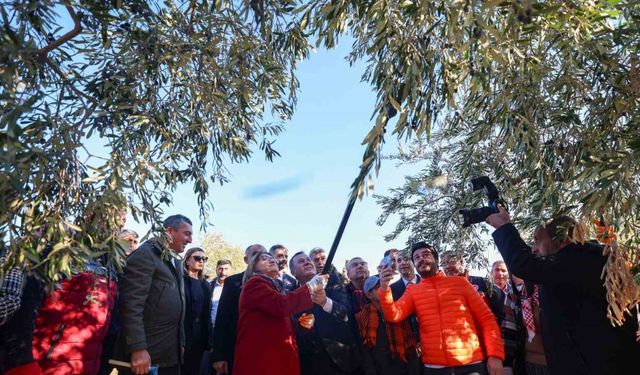 Şahin, Nizip’te zeytin hasadına katıldı