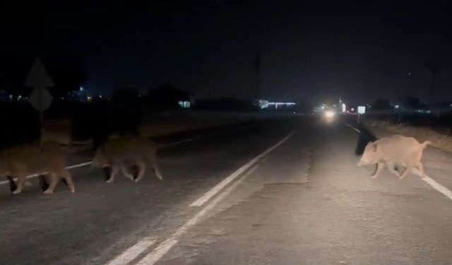 Şanlıurfa’da domuz sürüsü şehir merkezine indi