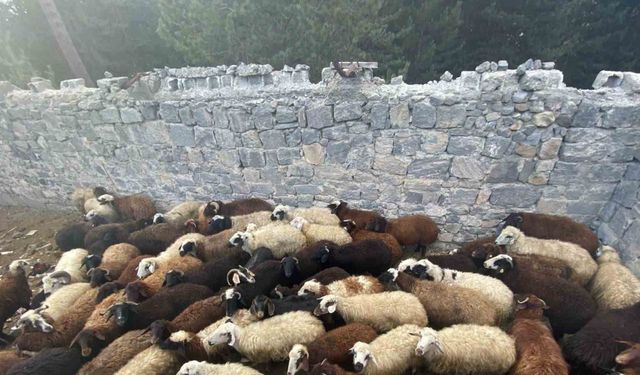 Sarıkamış’ta maskeli hırsızlar tarafından çalınan hayvanlar bulundu