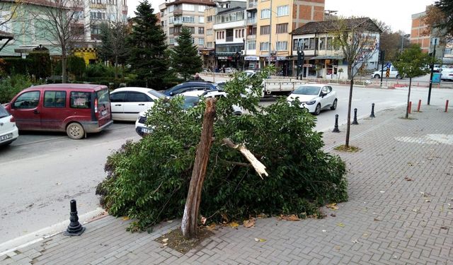 Şiddetli lodos ağacı yerle bir etti