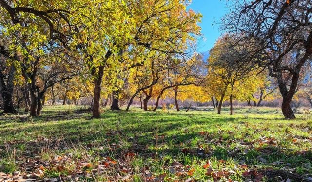 Siirt Zarova Çayı’nda renk cümbüşü