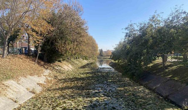 Sonbaharda dökülen yapraklar Porsuk Çayı yüzeyini kapladı