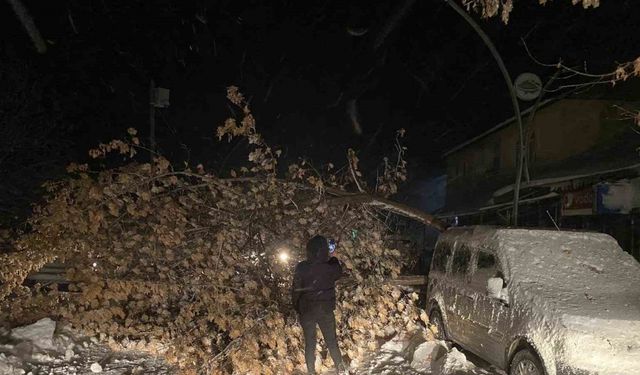 Tunceli’de fırtına, ağaçları devirdi