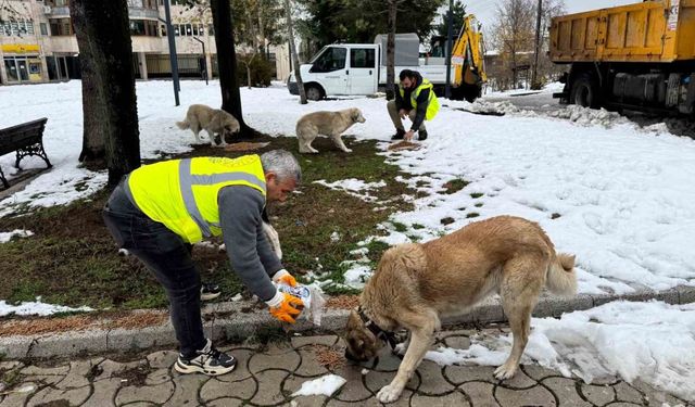 Ünye’de sokak hayvanlarına 23 ayda 24 ton mama verildi