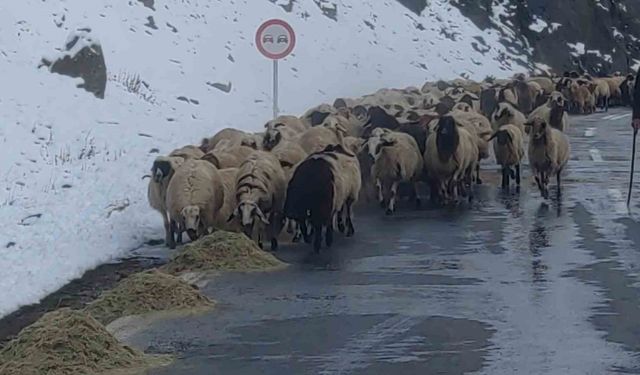 Van’da besicilerin zorlu kış mesaisi başladı