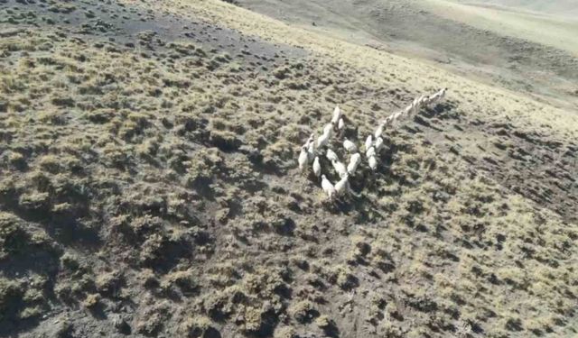 Vanlı öğretmen dronla 30 kayıp koyunu buldu