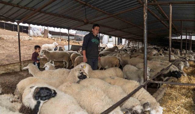 Yangın mağduru çiftçilere 225 ton yem desteği