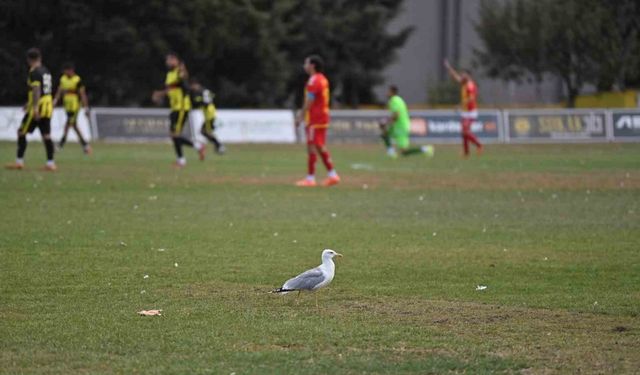 Yeşil sahada sürpriz misafir: Martı