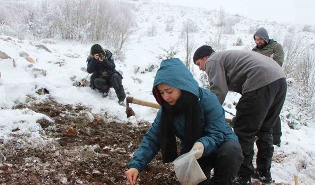 ’Yitik Türk lalesi’ gurbetten Amasya’ya 45 bin tohumla döndü