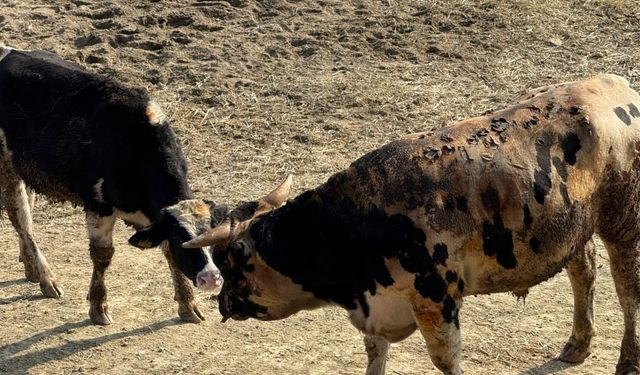 Çanakkale'de besi çiftliğinde çıkan yangında 2 kişi yaralandı