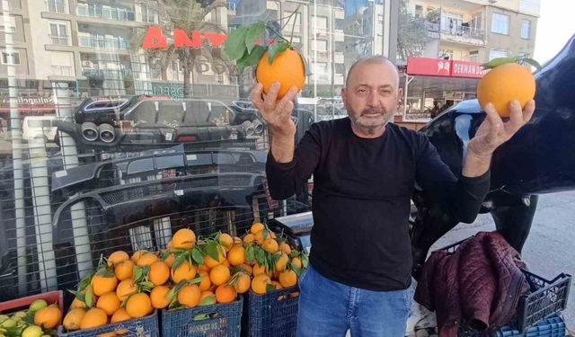 Antalya’nın dev portakalları: 3 tanesi 2 kilo geliyor