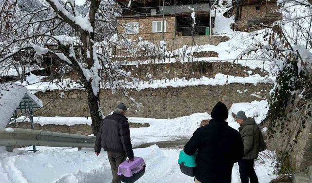 Artvin’de mezrada kar nedeniyle mahsur kalan 4 kedi de kurtarıldı