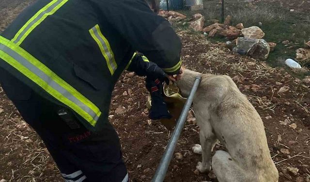 Başı tenekeye sıkışan köpeğin imdadına itfaye yetişti