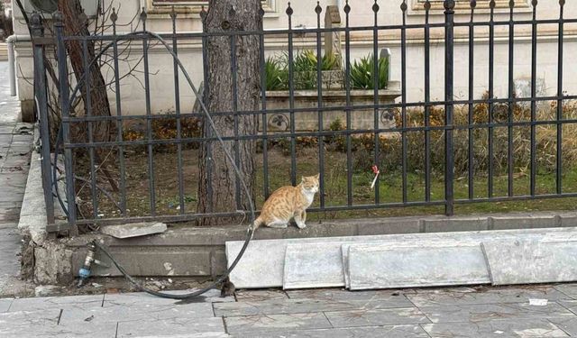 Batman’da kedi fareye diş geçiremedi