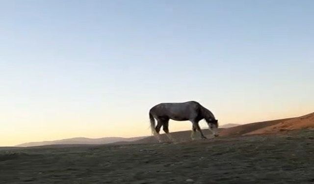 Bayburt’ta cirit sporcusunun atıyla kurduğu dostluk hayran bıraktı