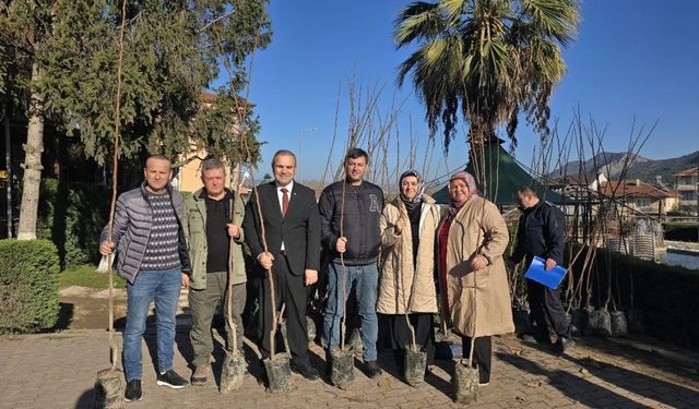 Belediye ücretsiz Trabzon Cennet Hurması fidanı dağıttı