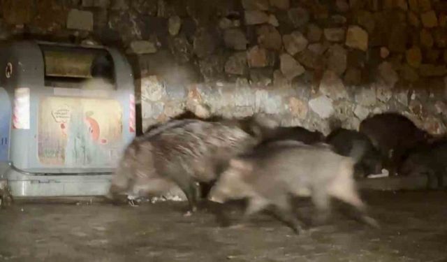 Bodrum’da aç kalan yaban domuzları mahalleleri mesken tuttu