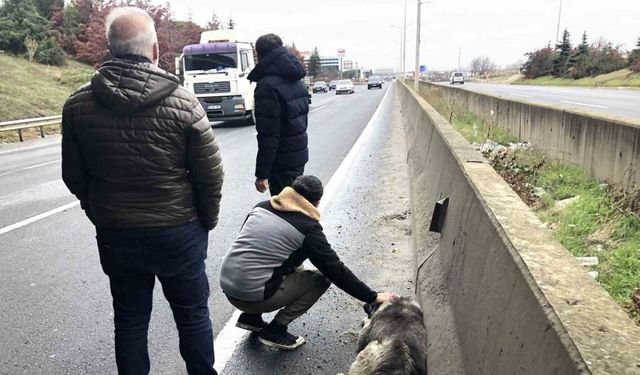 Çarptığı yaralı köpeği sevdi, başından ayrılmadı