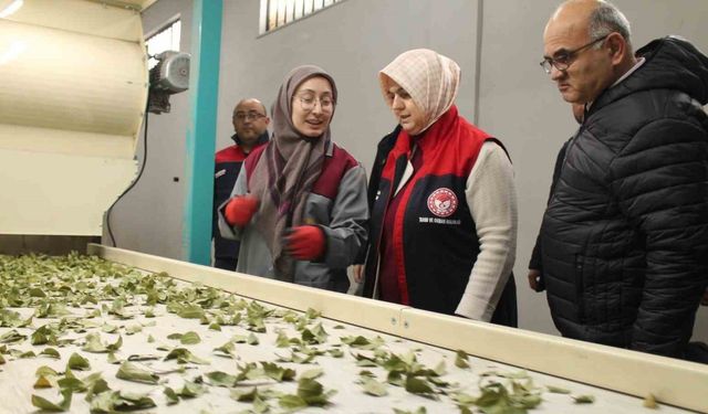 Devletten aldığı destek işletme kapasitesi 3 katına çıktı