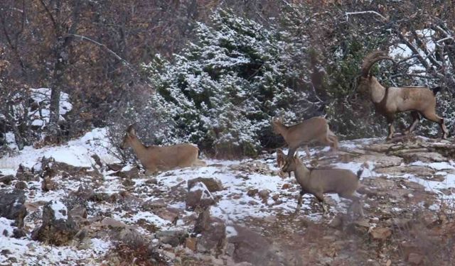 Elazığ’da yaban keçisi envanter çalışması yapıldı