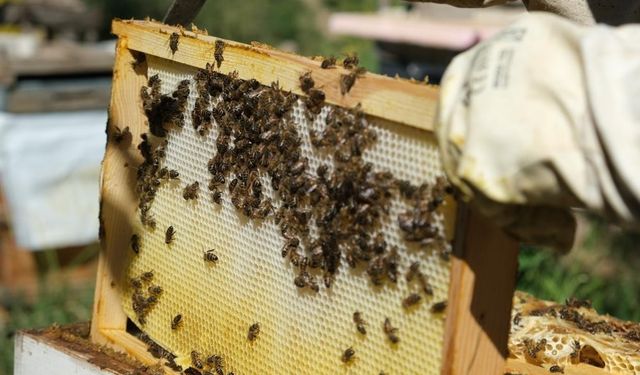 Erzincan ismini kullanan sahte balcılara yasal yaptırımlar uygulandı