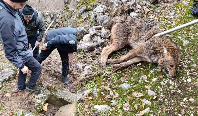 Erzincan’da yaralı kurt kurtarıldı