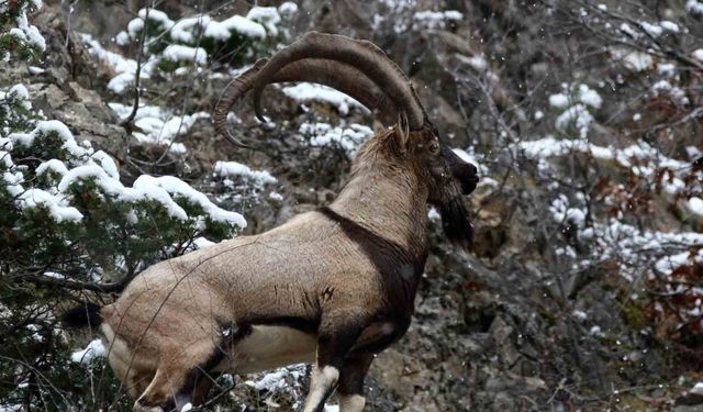 Erzincan’ın yüksek kesimlerinde yaban keçileri görüntülendi