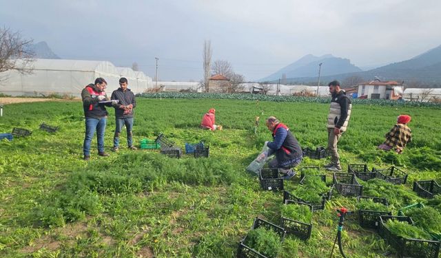 Eskişehir’de yaprağı yenen sebzelerde kalıntıyla mücadele çalışmaları devam ediyor