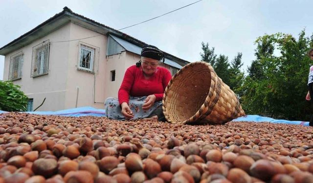 Fındık ihracatı geçen yılın iki katına yaklaştı