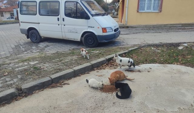 Gediz’de sokak hayvanlarına mama desteği