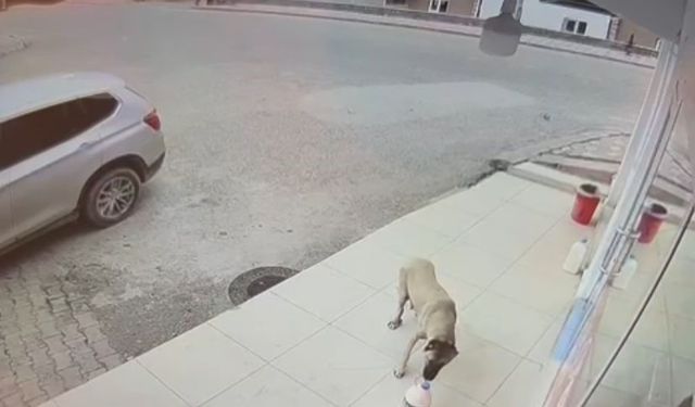 Her gün kaybolan süt bidonunu anne köpeğin aldığı ortaya çıktı