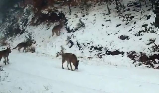 Ilgaz Dağı’ndaki yaban hayatı fotokapanla görüntülendi