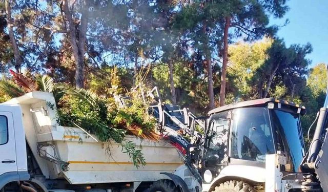 İlkadım’da ağaçlara estetik müdahale