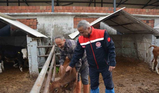 ’Jersey’ projesiyle süt üretimi ve hayvansal üretimden elde edilen gelir arttı