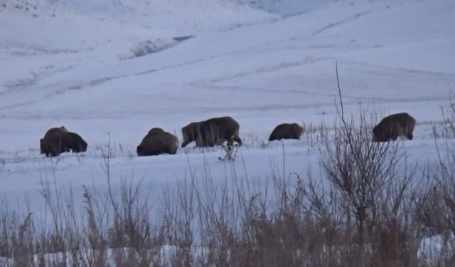 Kars’ta domuz sürüsü ve kurtlar aynı karede