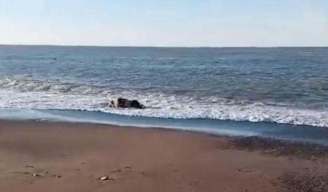 Kastamonu’da sahile inek cesedi vurdu