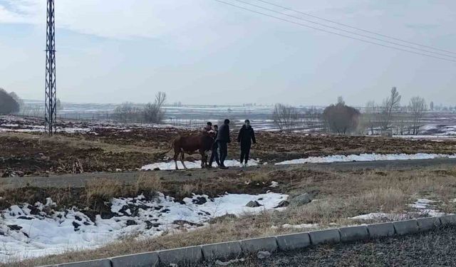 Kazada firar eden inek kendiliğinden geri döndü