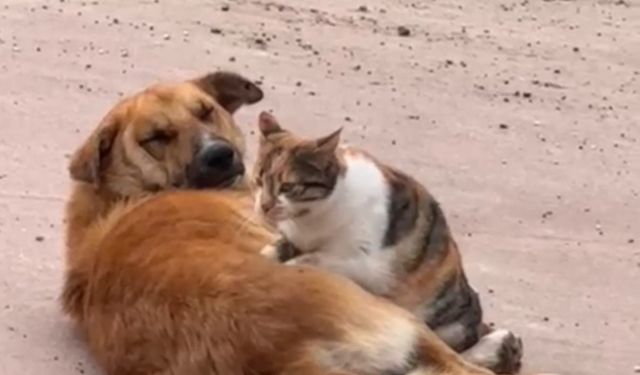 Kedi ile köpeğin sevimli dostluğu kameraya yansıdı